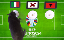 Mèo tiên tri dự đoán kết quả trận Italy vs Albania: Nhà vua thị uy