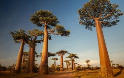 Loài "cây lộn ngược" đặc biệt nhất thế giới