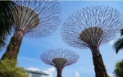 Vietnam Airlines vận chuyển 189 nghìn khách đi, đến Singapore