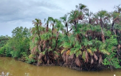 Cà Mau khôi phục vườn chim nổi tiếng bị "lãng quên"