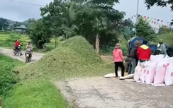 Thanh Hóa: Dựng bạt, làm rào chắn phơi thóc trên đường