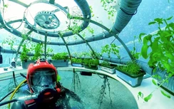 Hệ thống trồng cây dưới biển đầu tiên trên thế giới