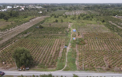 Người dân sững sờ khi biết Unicons tự nhận 21 thửa đất trồng mai là "bãi đổ thải hợp pháp"