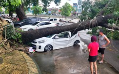 Cây đổ đè bẹp rúm xe ô tô mới mua ở Hải Phòng