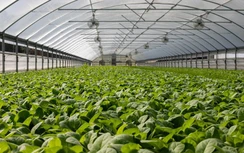 Choáng với "trang trại thẳng đứng" cung ứng 3 triệu kg rau xanh mỗi năm tại UAE