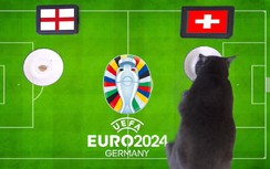 Mèo tiên tri dự đoán kết quả trận Anh vs Thụy Sĩ: Viết tiếp câu chuyện cổ tích