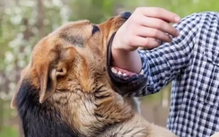 Chó dại cắn nhiều người ở Sóc Sơn, Việt Phủ Thành Chương đóng cửa 15 ngày phòng chống dịch