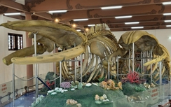 Đến Lý Sơn chiêm ngưỡng đôi ngọc cốt cá voi hơn 200 năm tuổi lớn nhất Đông Nam Á