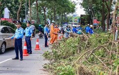 Hà Nội tất bật thu dọn hàng chục nghìn cây xanh gãy đổ sau bão số 3