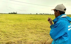 Nông dân Bạc Liêu đứng ngồi không yên vì mưa lớn đúng kỳ thu hoạch lúa