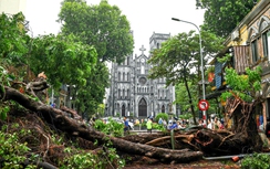 Hà Nội: Vì đâu cây xanh gãy đổ hàng loạt sau bão?