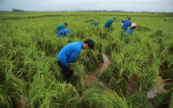 Người đổ ra đồng cứu hơn 170ha lúa ở Hà Nội bị đổ rạp, ngập sâu sau bão số 3