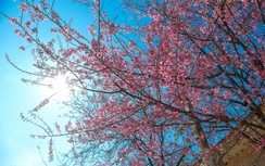 Mê mẩn sắc hoa anh đào rực rỡ bung nở trên tuyến đường biên viễn xứ Nghệ