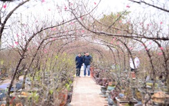 Đào Nhật Tân khoe sắc trong vườn chờ người mua