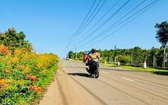 Các xã cửa ngõ Đồng Nai rực rỡ đường hoa, thi đua xây dựng nông thôn mới hiện đại