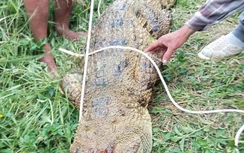 Khánh Hòa: Bắt con cá sấu dài 2,6m, nghi tấn công nam thanh niên câu cá trên sông