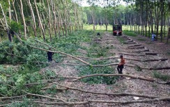 Đồng Nai nỗ lực hoàn thành GPMB cao tốc Gia Nghĩa - Chơn Thành vào tháng 12