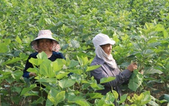 Quy Mông chuyển mình nhờ phát triển nông nghiệp xanh