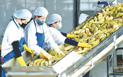 Bất chấp thị trường biến động, xuất khẩu nông sản vẫn "phi nước đại"
