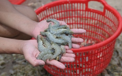 Người dân ven biển Nghệ An mong gói vay ưu đãi để ổn định sản xuất sau bão lũ