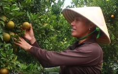 Phát triển nông nghiệp đô thị - Khi nông dân thành nhà sáng tạo