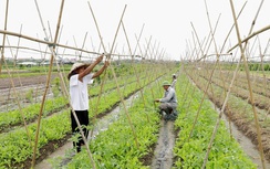 Hơn 1.200ha sản xuất VietGAP, Thường Tín tiến gần mục tiêu nông thôn mới kiểu mẫu