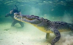 Nam thanh niên đi câu trên sông bị cá sấu tấn công