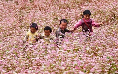 Tuyên Quang: Chuẩn bị tổ chức Lễ hội hoa Tam Giác Mạch lần thứ XI