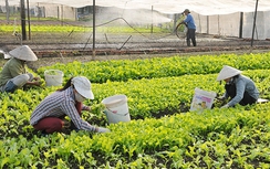 Khơi thông nguồn lực phát triển kinh tế "xanh"