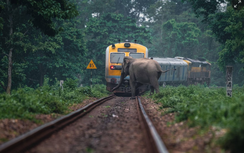 Tàu cao tốc đâm phải đàn voi 100 con ở đông bắc Ấn Độ