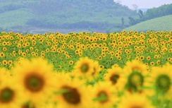 Cánh đồng hướng dương TH tạm đóng cửa ngày 3-4/1/2026