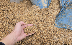 Bài cuối: Bảo hiểm nông nghiệp bị bỏ rơi?