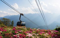 Du lịch Fansipan mùa hoa đỗ quyên và lễ hội hoa hồng