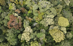 Vẻ đẹp khác lạ ở Măng Đen khi rừng chuyển mùa