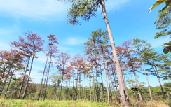 Gần 200 cây thông hàng chục năm tuổi chết vì bị đầu độc