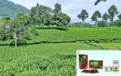 “Lội ngược dòng” đưa hương trà Việt bay xa