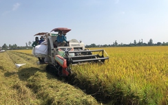 Ngân hàng Nhà nước yêu cầu cung ứng vốn phục vụ sản xuất, chế biến và xuất khẩu gạo 