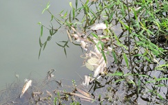 Lấy mẫu nước tìm nguyên nhân cá chết hàng loạt trên suối Ác ở Hà Tĩnh