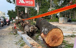 TP.HCM chấn chỉnh tình trạng cải tạo vỉa hè làm hàng loạt cây xanh bị đốn hạ