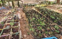 Kon Tum phê quy hoạch khu công nghiệp dược liệu gần 220ha tại Đăk Tô