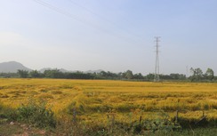 Gần 3 năm phê duyệt, cụm công nghiệp ở Bình Định vẫn chỉ là cánh đồng lúa