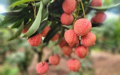 Bắc Giang đẩy mạnh xuất khẩu vải thiều qua đường hàng không