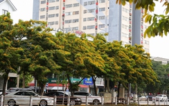 Những con phố vàng rực hoa giáng hương ở thành Vinh