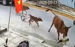 Đà Nẵng: Cháu bé bị bò thả rông húc ngã ra đường