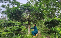 Cuộc sống đổi thay nhờ cây chè trăm tuổi ở Sơn La