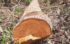 Xác minh diện tích lớn rừng bị cưa hạ trái phép tại Kon Tum