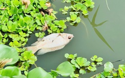 Cá chết bất thường nổi lềnh bềnh trên sông Bàu Giang