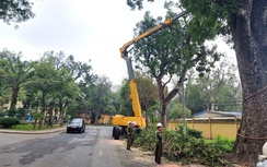 Hà Nội chấn chỉnh thời gian cắt tỉa cây xanh