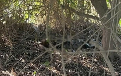 Đi hái măng, người đàn ông phát hiện thi thể đang phân hủy bên suối