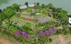 Mê mẩn đảo hoa muôn sắc giữa lòng hồ Núi Cốc